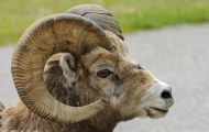 Tiere, Säugetiere - Huftiere  Dickhornschafwidder_Ovis canadensis_Bighorn Sheep 03.JPG