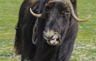 Tiere, Säugetiere - Huftiere  Moschusochse_Ovibos moschatus_Muskox 04.JPG