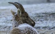 Tiere, Säugetiere - Huftiere  Steinbock_Capra ibex_Wild Goat 02.JPG