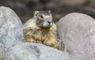 Tiere, Säugetiere - Nagetiere  Gelbbauchmurmeltier_ Marmota flaviventris_Yellow Bellied Marmot 03.JPG