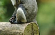 Tiere, Säugetiere - Primaten  Brazza Meerkatze_Cercopithecus neglectus_De Brazza's Monkey 01.JPG