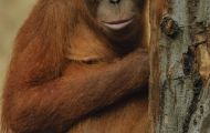 Tiere, Säugetiere - Primaten  Orang-Utan_Pongo pygmaeus_Orangutan 04.JPG