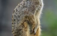 Tiere, Säugetiere - Raubtiere  Erdmännchen_Suricata suricatta_Meerkat 05.JPG