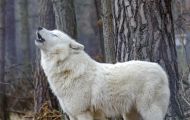 Tiere, Säugetiere - Raubtiere  Polarwolf_Canis lupus arctos_Arctic Wolfe 07.JPG