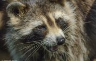 Tiere, Säugetiere - Raubtiere  Waschbär_Procyon lotor_Raccoon 01.JPG