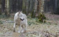 Tiere, Säugetiere - Raubtiere  Wolf_Canis lupus_Gray Wolf 02.JPG