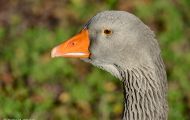 Tiere, Vögel - Gänsevögel  Graugans_Anser anser_Western Greylag Goose 08.JPG