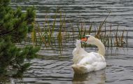 Tiere, Vögel - Gänsevögel  Höckerschwan_Cygnus olor_Mute Swan 11.JPG