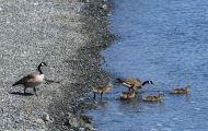 Tiere, Vögel - Gänsevögel  Kanadagans_Branta canadensis_Canada Goose 08.JPG