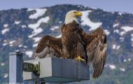 Tiere, Vögel - Greifvögel Weißkopfseeadler_Haliaeetus leucocephalus_Bald Eagle 04.JPG