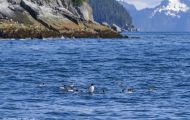 Tiere, Vögel - Regenpfeiferartige Vögel  Trottellumme_Uria aalge_Common Murre 02.JPG