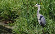 Tiere, Vögel - Ruderfüßer  Graureiher_Ardea cinerea_Grey Heron 03.JPG