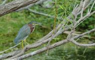 Tiere, Vögel - Ruderfüßer  Grünreiher_Butorides virescens_Green Heron 02.JPG