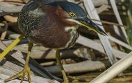 Tiere, Vögel - Ruderfüßer  Grünreiher_Butorides virescens_Green Heron 06.JPG