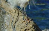 Tiere, Vögel - Ruderfüßer  Schmuckreiher_Egretta thula_Snowy Egret 02.JPG