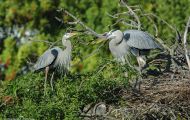 Tiere, Vögel - Schreit- und Storchenvögel  Amerikanischer Graureiher_Ardea herodias_Great Blue Heron 04.JPG