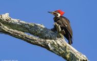 Tiere, Vögel - Spechtvögel  Helmspecht_Dryocopus pileatus_Pileated Woodpecker 01.JPG