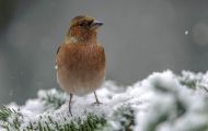 Tiere, Vögel - Sperlingsvögel  Buchfink_Fringilla coelebs_Chaffinch 05.JPG