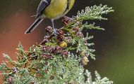Tiere, Vögel - Sperlingsvögel  Kohlmeise_Parus major_Great Tit 06.JPG