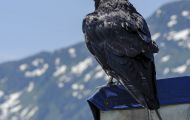 Tiere, Vögel - Sperlingsvögel  Kolkrabe_Corvus corax_Common Raven 10.JPG