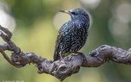 Tiere, Vögel - Sperlingsvögel  Star_Sturnus vulgaris_Common Starling 15.JPG