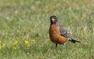 Tiere, Vögel - Sperlingsvögel  Wanderdrossel_Turdus migratorius_American Robin 03.JPG