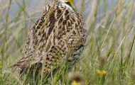 Tiere, Vögel - Sperlingsvögel  Westlicher Lerchenstärling_Sturnella neglecta_Western Meadowlark 06.JPG