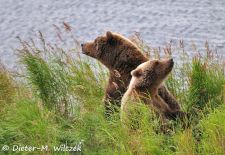 Alaska - Lockruf der Wildnis - Alaska Braunbären.JPG