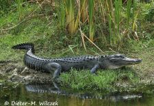 Alligatoren in Florida - Missisippi Alligator, US 41 Tamiami Trail South.JPG