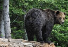 Braunbären in Alaska - Excit Glacier Gebiet  Kenai Halbinsel.JPG