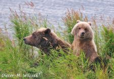 Braunbären in Alaska - Kukak Bay  Katmai Nat'l. Park 1.JPG