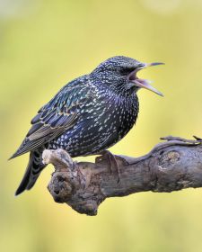 Native Birds of Britain - Starling.JPG