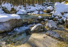 Schönheit und Ursprünglichkeit im Zauberwald