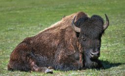 Tatonka - Der nordamerikanische Bison - Mächtiger Bison-Bulle im Yellowstone Nat'l Park.JPG