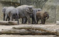 Tiere, Säugetiere - Elefanten  Asiatischer Elefant_Elephas maximus_Asian Elephant 01.JPG