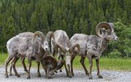 Tiere, Säugetiere - Huftiere  Dickhornschafwidder_Ovis canadensis_Bighorn Sheep 12.JPG