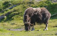 Tiere, Säugetiere - Huftiere  Moschusochse_Ovibos moschatus_Muskox 01.JPG