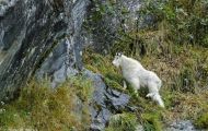 Tiere, Säugetiere - Huftiere  Schneeziege_Oreamnos americanus_Mountain Goat 01.JPG