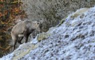 Tiere, Säugetiere - Huftiere  Steinbock_Capra ibex_Wild Goat 01.JPG
