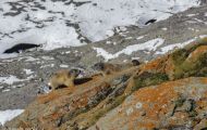 Tiere, Säugetiere - Nagetiere  Alpenmurmeltier_Marmota marmota_Alpine Marmot 02.JPG