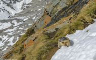 Tiere, Säugetiere - Nagetiere  Alpenmurmeltier_Marmota marmota_Alpine Marmot 04.JPG