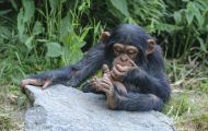 Tiere, Säugetiere - Primaten  Schimpanse_Pan troglodytes_Common Chimpanzee 05.JPG