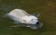 Tiere, Säugetiere - Raubtiere  Eisbär_Ursus maritimus_Polar Bear 07.JPG