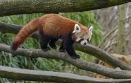 Tiere, Säugetiere - Raubtiere  Kleiner Panda_Ailurus Fulgens_Red Panda 03.JPG