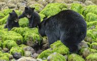 Tiere, Säugetiere - Raubtiere  Schwarzbär_Ursus americanus_ Black Bear 08.JPG