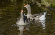 Tiere, Vögel - Gänsevögel  Graugans_Anser anser_Western Greylag Goose 10.JPG