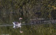 Tiere, Vögel - Gänsevögel  Graugans_Anser anser_Western Greylag Goose 14.JPG