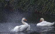 Tiere, Vögel - Gänsevögel  Höckerschwan_Cygnus olor_Mute Swan 12.JPG