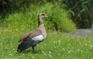 Tiere, Vögel - Gänsevögel  Nilgans_Alopochen aegyptiacus_Egyptian Goose 02.JPG