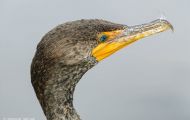 Tiere, Vögel - Gänsevögel  Ohrenscharbe_Phalacrocorax auritus_Double-crested Cormorant 09.JPG